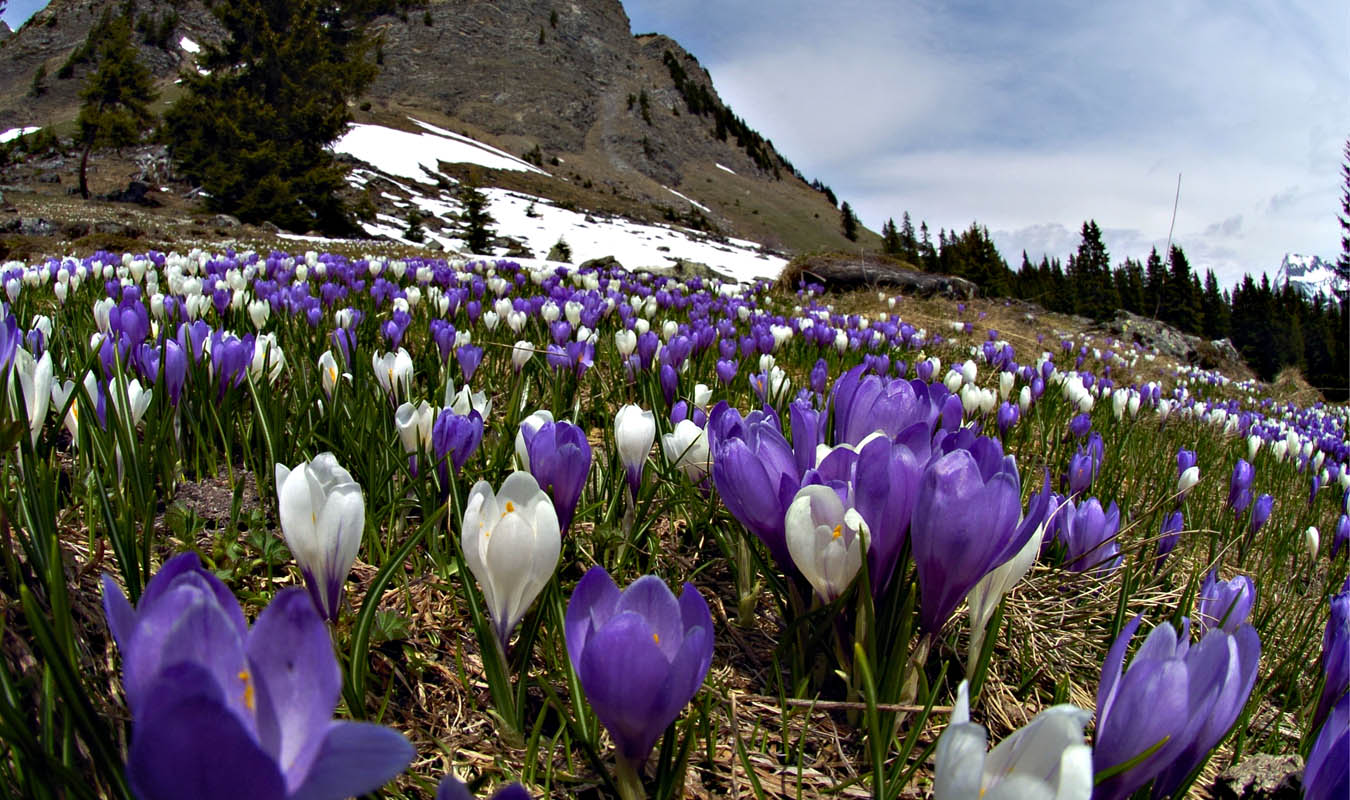 Hotel Eurotel Victoria Les Diablerets